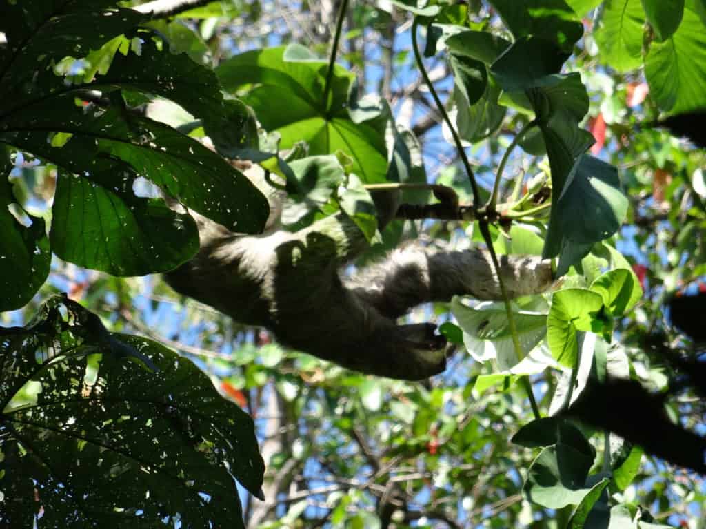 Sloth - Tomplanmytrip: Colombia Travel agency