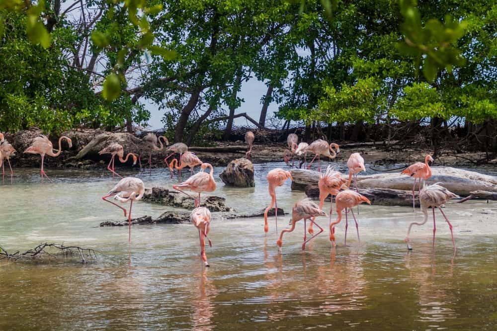 Flamingos in Isla Palma