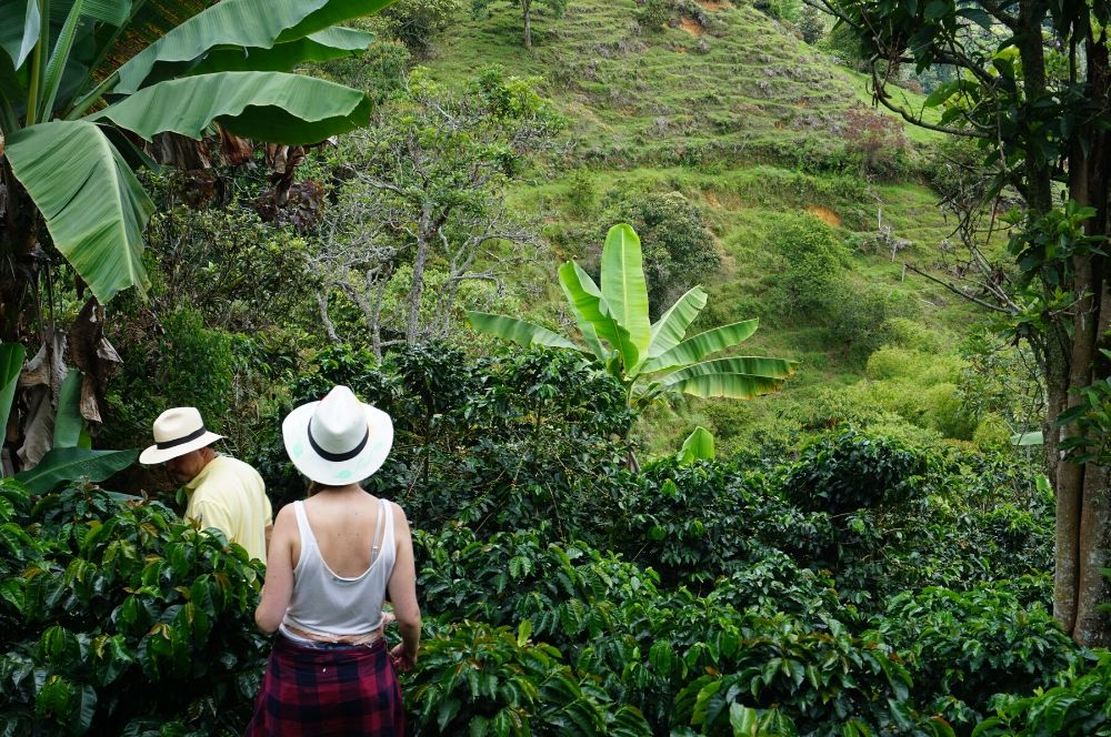 Jerico La nohelia coffee picking | 2 weeks colombia itinerary