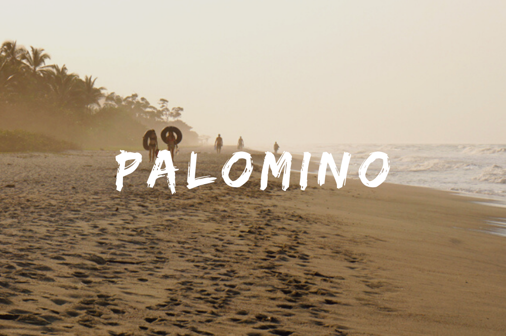 Palomino