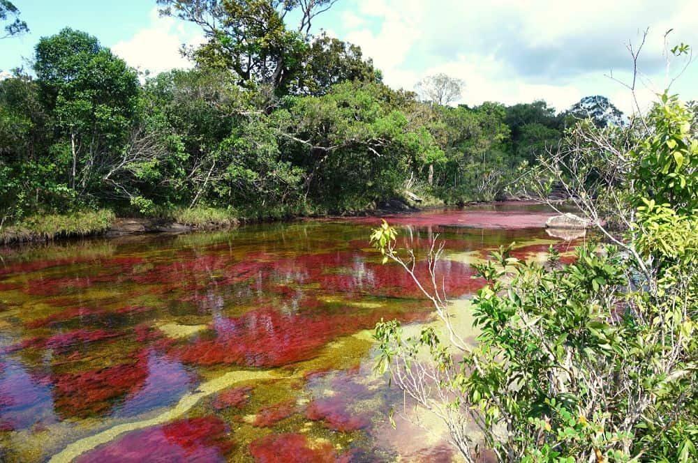 Cano Cristales El Espectacular Rio Multicolor De Colombia