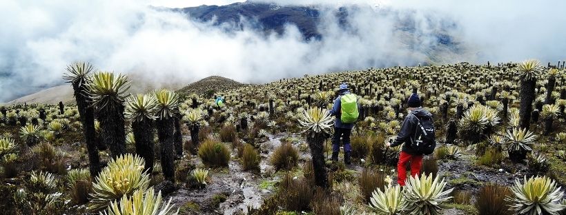 Los Nevados Colombia hike Frailejones
