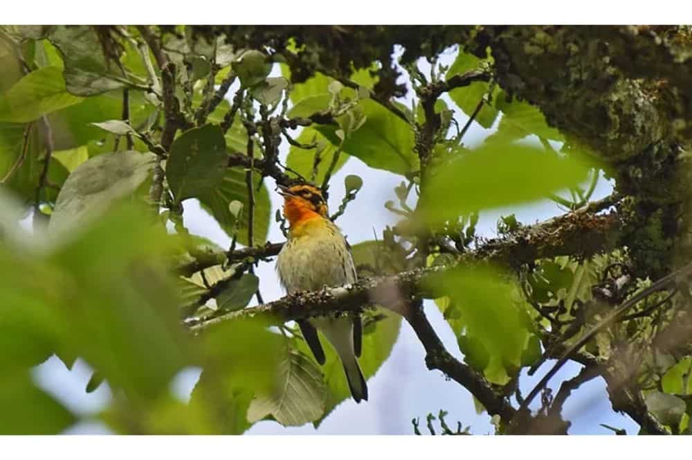 Avisamiento de aves Villa de Leyva