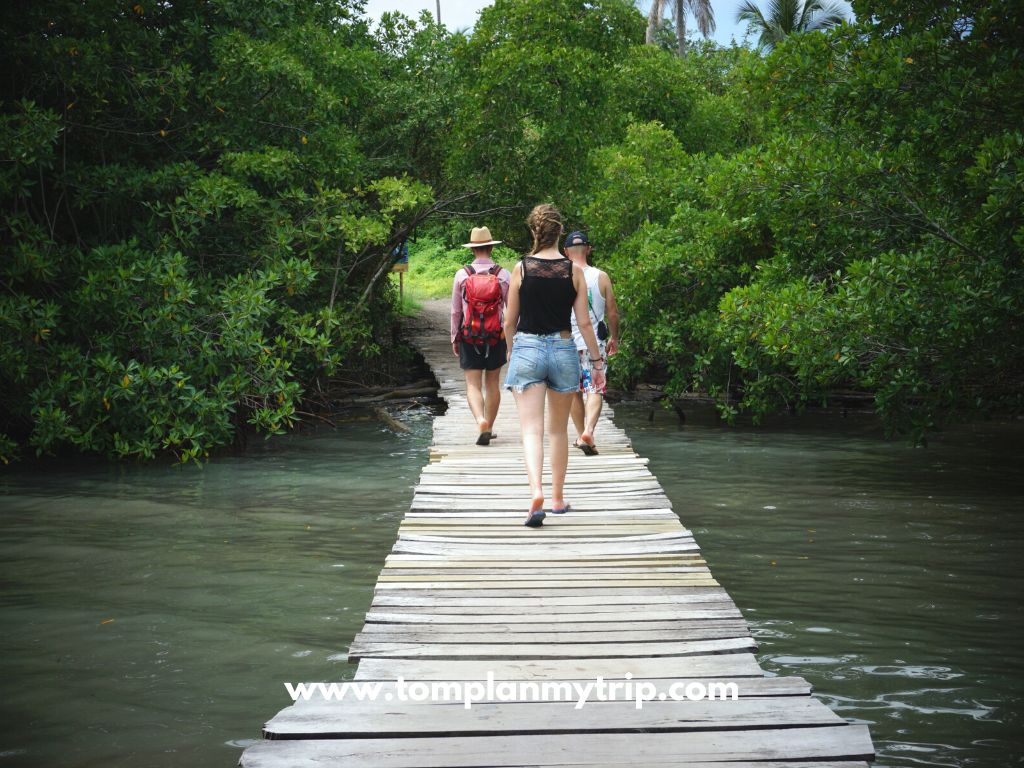 Mangrove isla mucura
