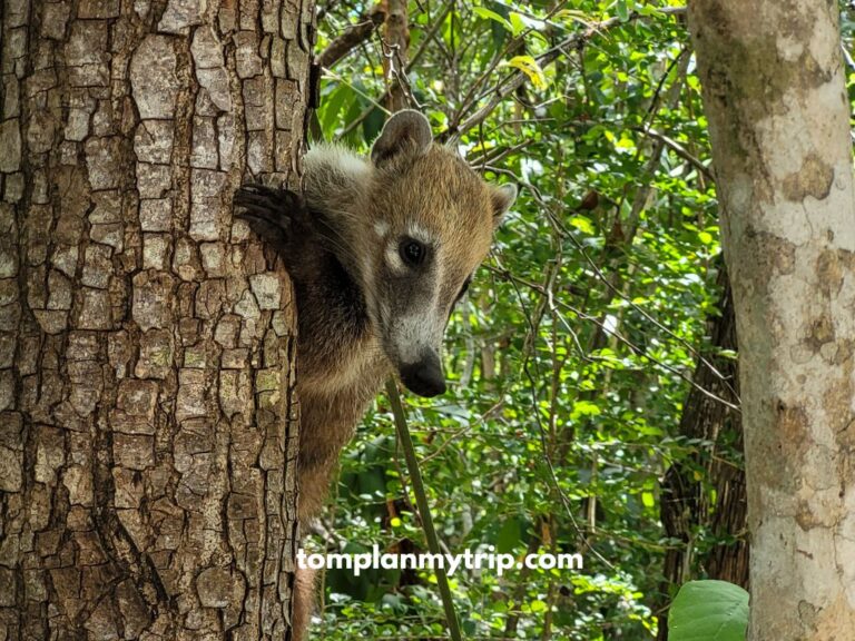 Downtown Cancun 15 Tips That’ll Improve Your Stay [2024]