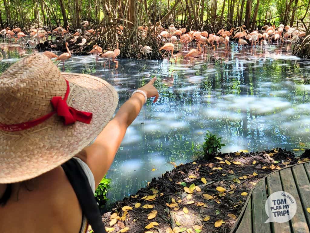 Flamencos in Aviary of Cartagena Colombia - Eastern Caribbean Coast (1)