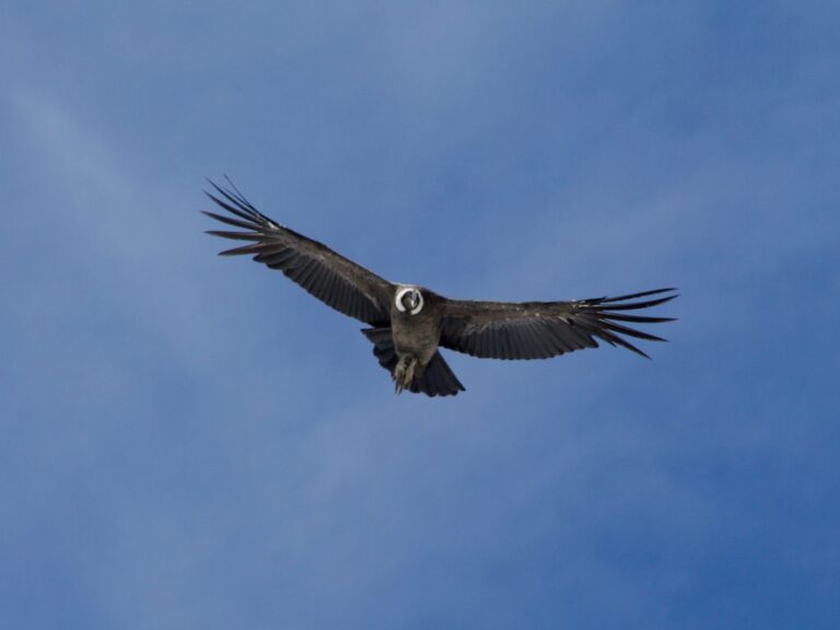 Animals of Colombia Top 18 MustSee Wildlife Encounters