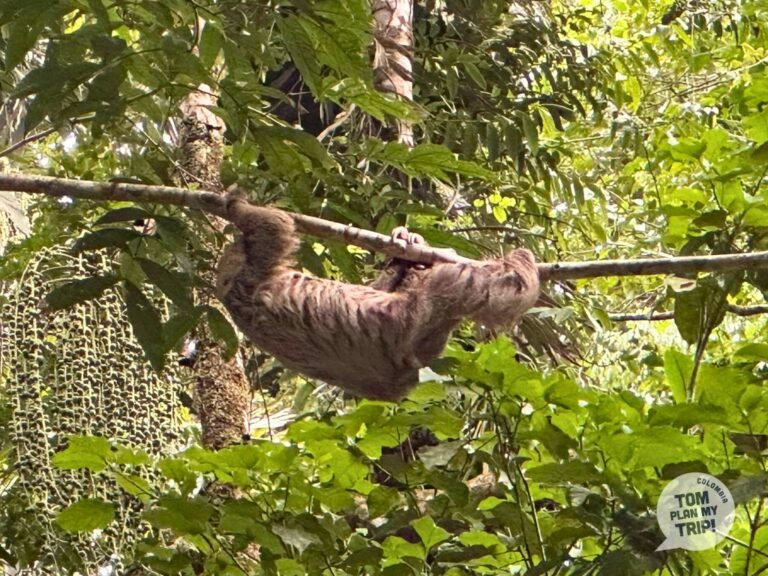 Animaux De Colombie: Plongée Dans Une Faune Exceptionnelle