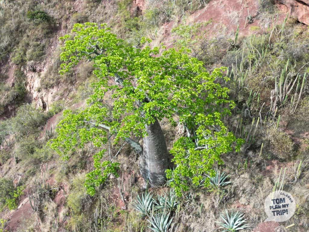 Ceiba Barrigona - Barichara Santander Colombia (2) (1)