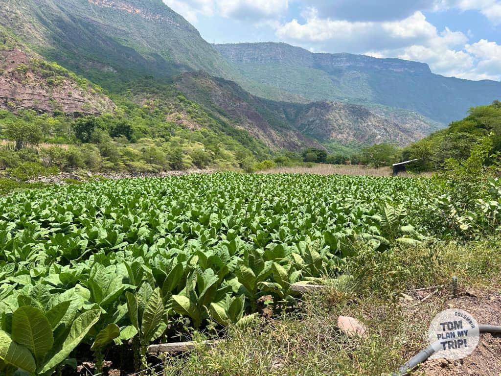Hike to Jordan - Cañon del Chicamocha - Santander Colombia (1) - Tabaco