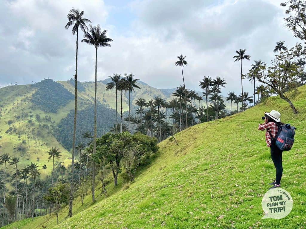Carbonera Wax Palm tree Zona Cafetera Colombia