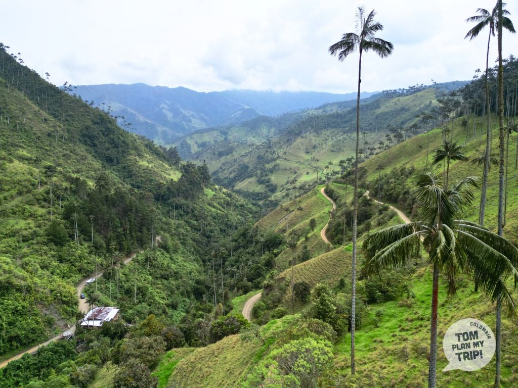 Carbonera Wax Palm tree Zona Cafetera Colombia