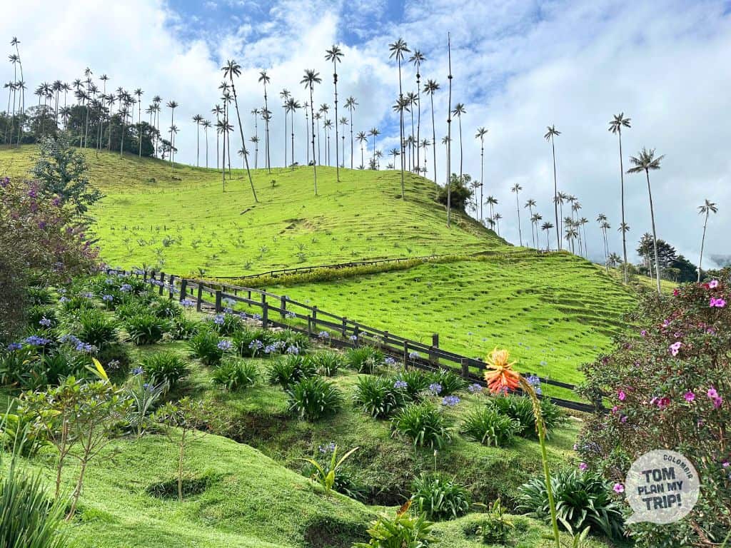 Viewpoint 1 - Cocora Valley Salento Wax Palm Tree Zona Cafetera Colombia