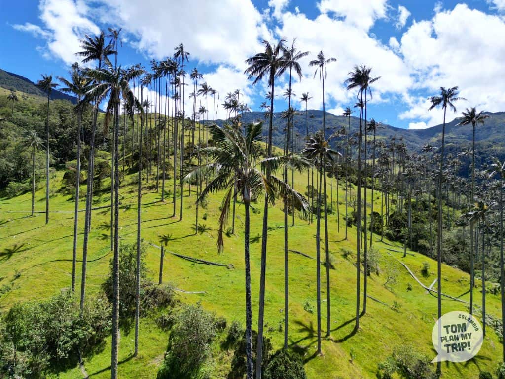 Tierra Fria experience Wax Palm Tree Pijao Zona Cafetera Colombia