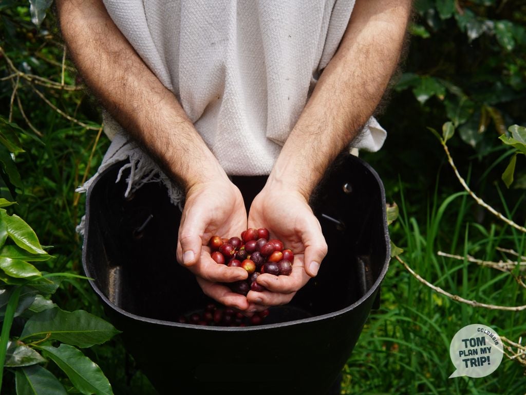 Santa Rosanna Coffee Tour - Santa Rosa de Cabal - Zona Cafetera (5)