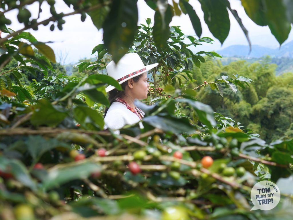 Santa Rosanna Coffee Tour - Santa Rosa de Cabal - Zona Cafetera (6)