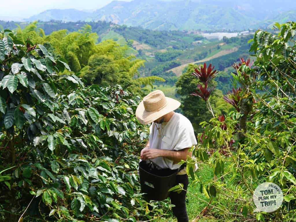 Santa Rosanna Coffee Tour - Santa Rosa de Cabal - Zona Cafetera - Tom (1) (1)