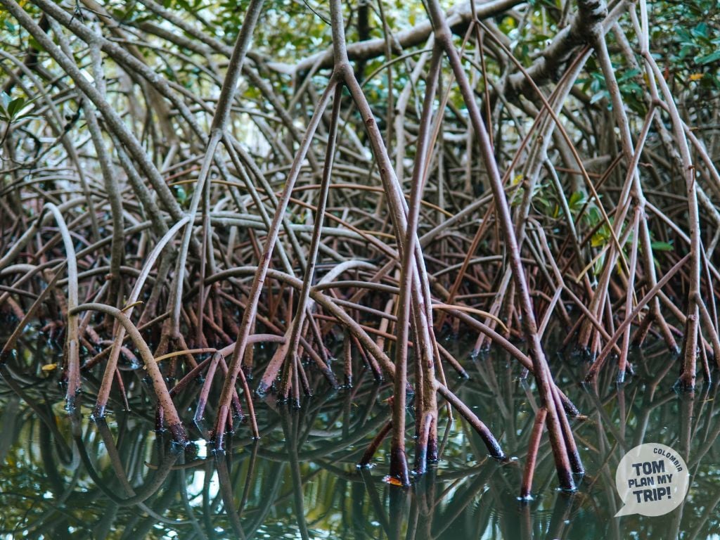 La Boquilla - Cartagena Eastern Caribbean Coast Colombia - Mangroves Tom (3)