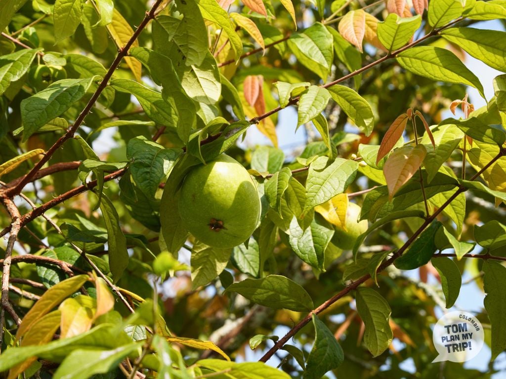 Colombian Fruits Araza