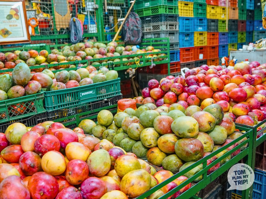 Fruits Tour in La Minorista Market Medellin Antioquia Colombia - Mango