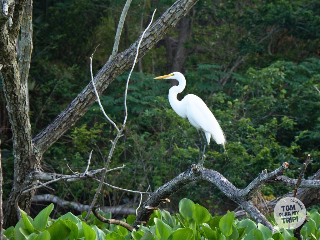 Honda Tolima - Lagoon Tour - Birds